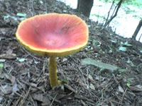 DSC00246.JPG