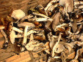 08akifes04.JPG