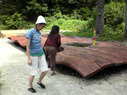 2610woodd06.jpg