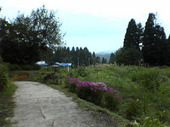 2701midori06.jpg