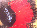 2708konchu08.jpg