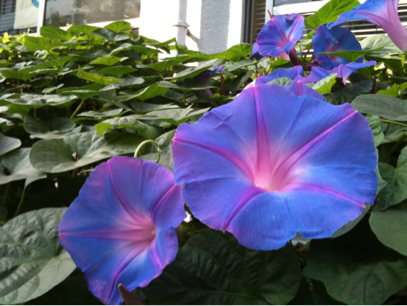 image-20101006204134.png