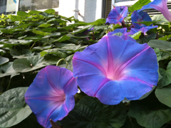 image-20101007083348.png