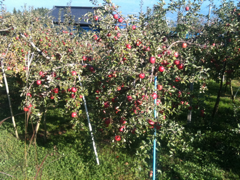 image-20101126131355.png